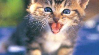 Florida Kittens Save Lives • NARAL Endorses Obama